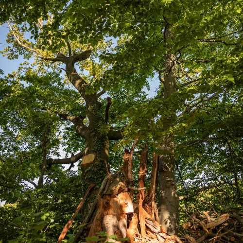 20250514_NW_katrin-cordts_online_12-min